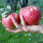 Станут ли алматинские яблоки казахским брендом?