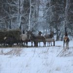 В нацпарке «Бурабай» начинается усиленная охрана хвойного молодняка и подкормка диких животных